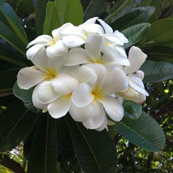 Frangipani, White